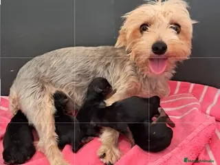 Yorkshire Terrier perros Bebés Yorkshire Mini - Anuncio 1