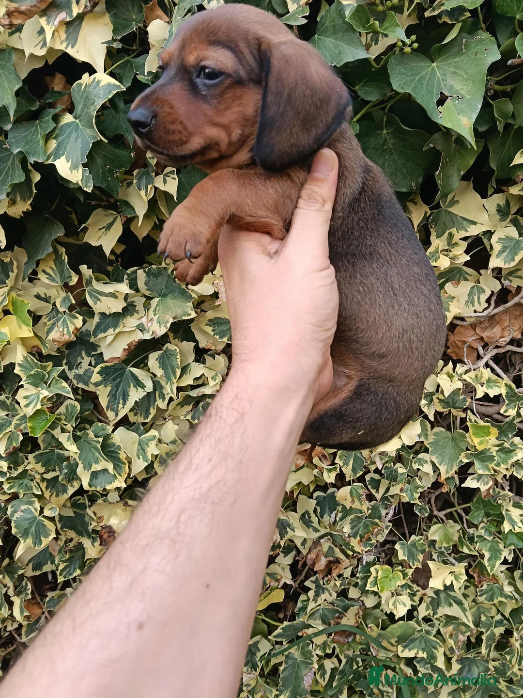 Teckel Miniatura perros en venta: Hembrita Teckel Roja Kaninchen - Anuncio 2