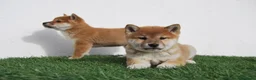 Shiba Inu perros en venta: Cachorros de Shiba Inu en Madrid - Anuncio 3