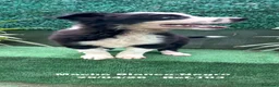 Border Collie perros en venta: Border Collie De Villa Biznaga - Anuncio 1