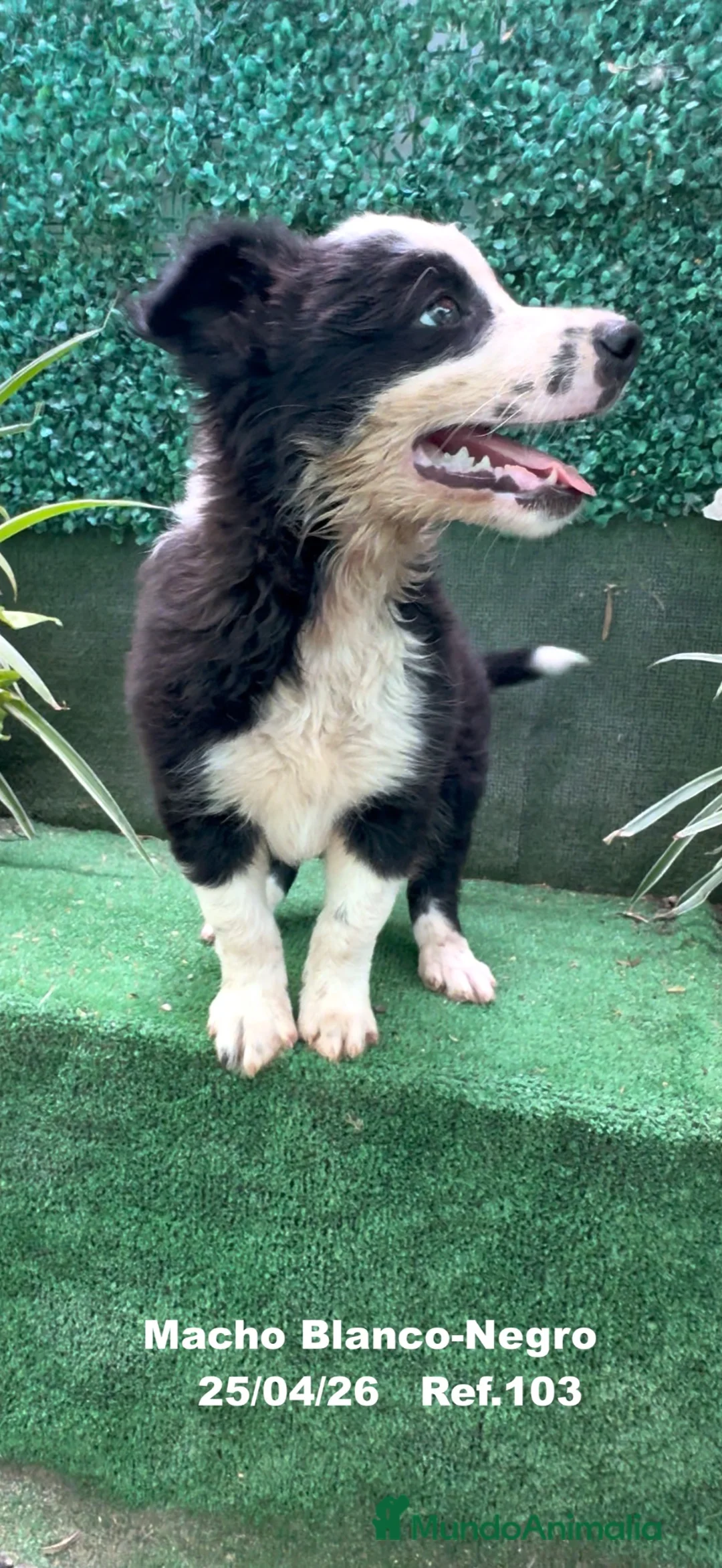Border Collie perros en venta: Border Collie De Villa Biznaga - Anuncio 1