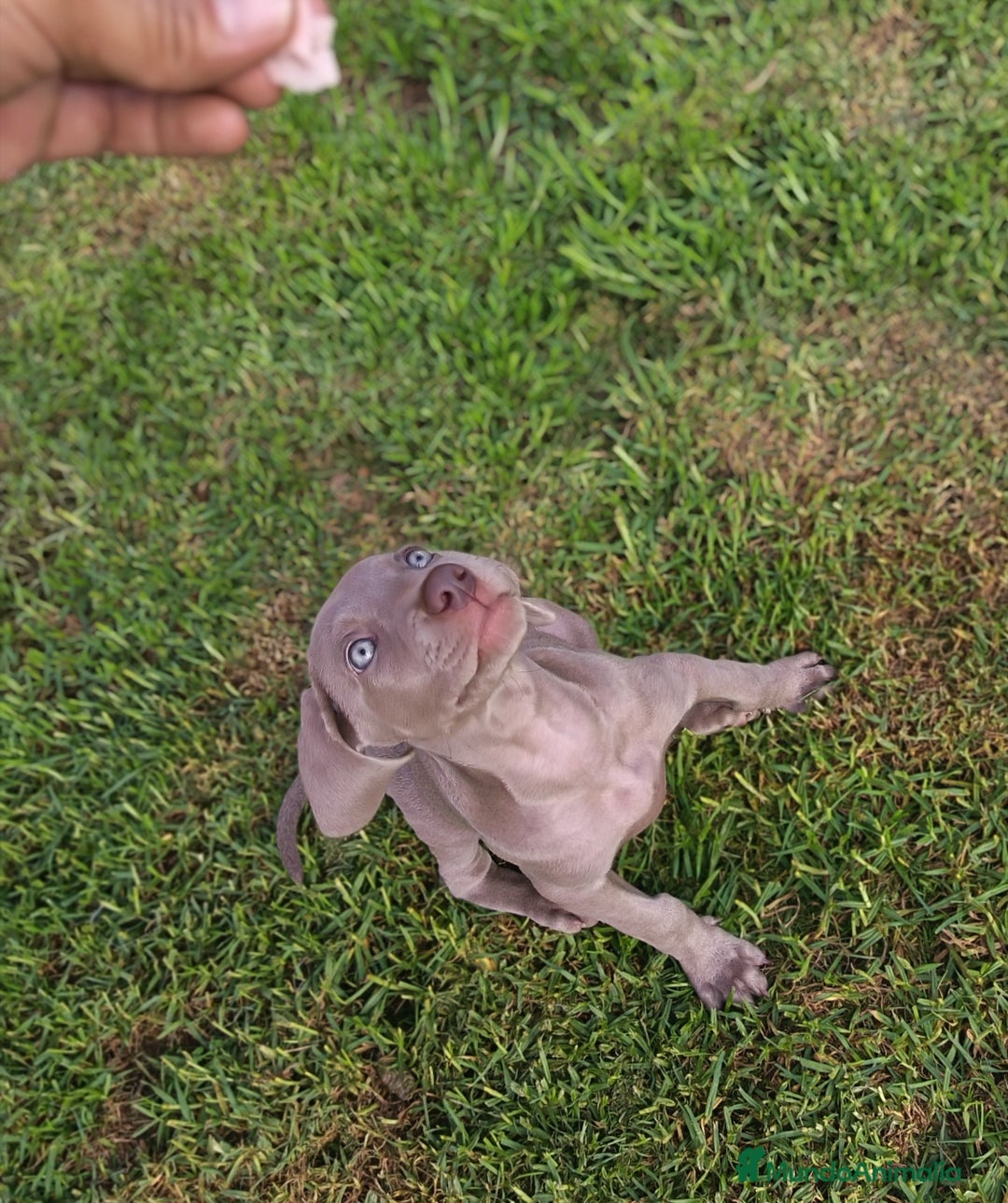 Weimaraner perros en venta: Cachorros braco de weimar - Imagen 5