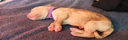 Caniche Gigante perros en venta: Cachorros de caniche gigante apricot - Anuncio 4