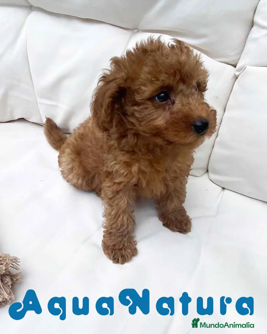 Caniche Mediano perros en venta: Caniche Macho 7353 de Camila - AQUANATURA en Barcelona - Anuncio 7