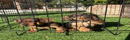 Teckel perros en venta: Cachorras de teckel standar  - Anuncio 4