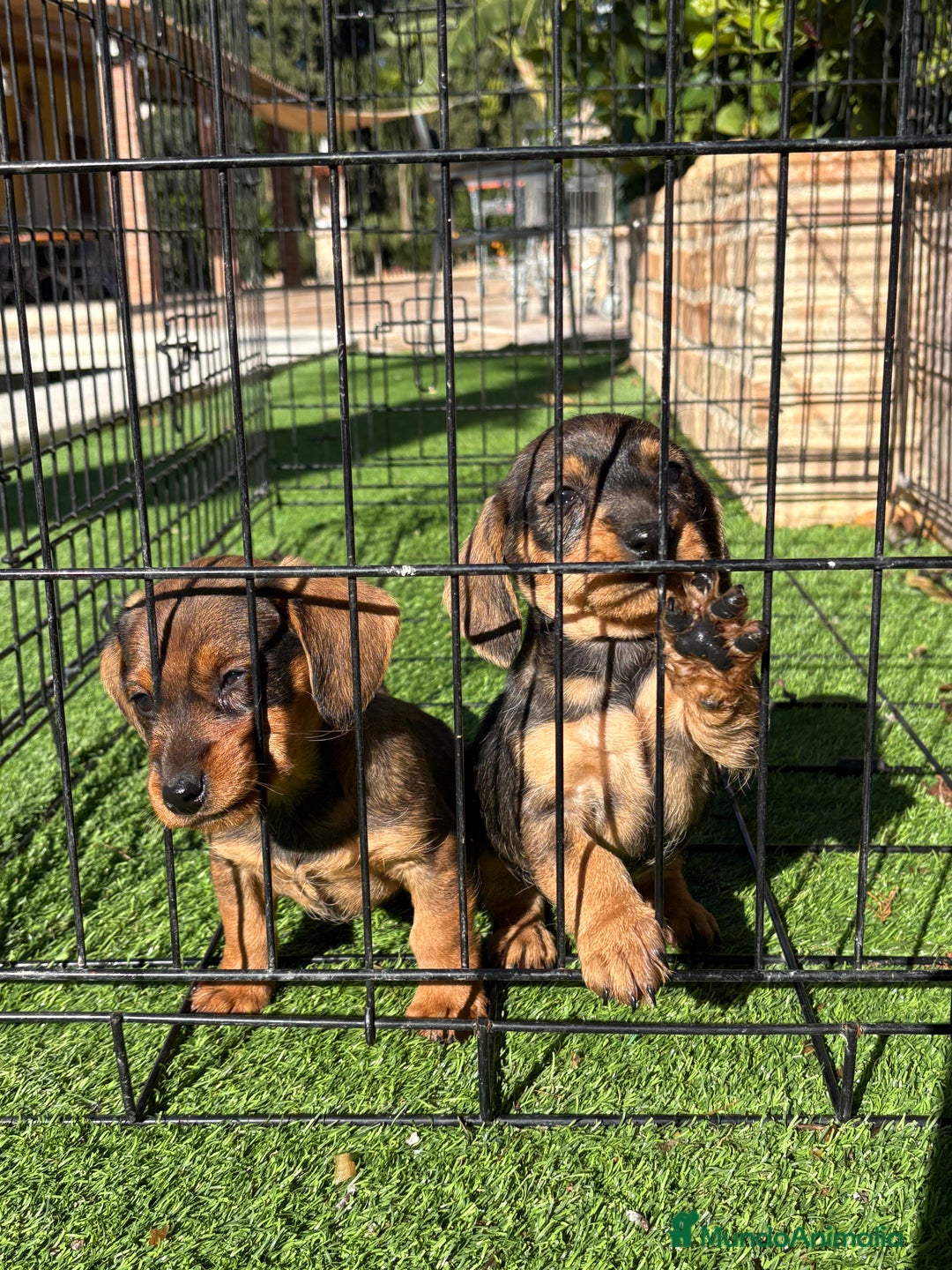 Teckel perros en venta: Cachorras de teckel standar  - Anuncio 4