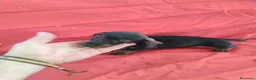 Teckel Miniatura perros en venta: Cachorra teckel negro y fuego miniatura  - Anuncio 2