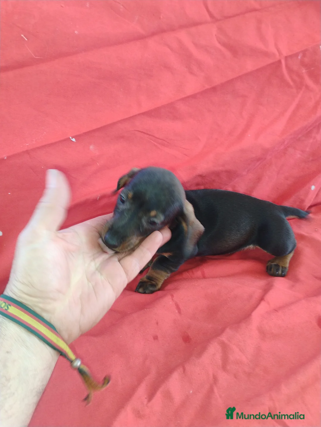 Teckel Miniatura perros en venta: Cachorra teckel negro y fuego miniatura  - Anuncio 2