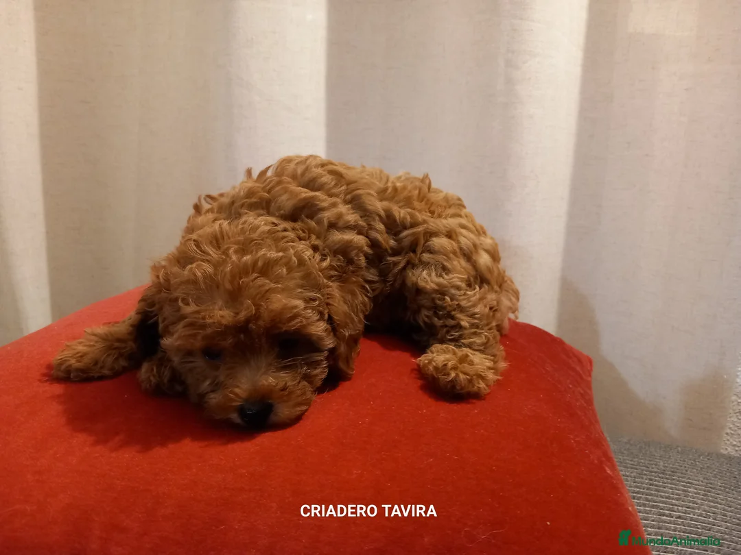 Caniche Toy perros en venta: Caniche toy rojo puppy poodle. en Madrid - Anuncio 1
