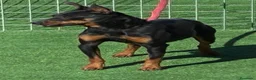 Pinscher Miniatura perros en venta: Pinscher miniatura  - Anuncio 3