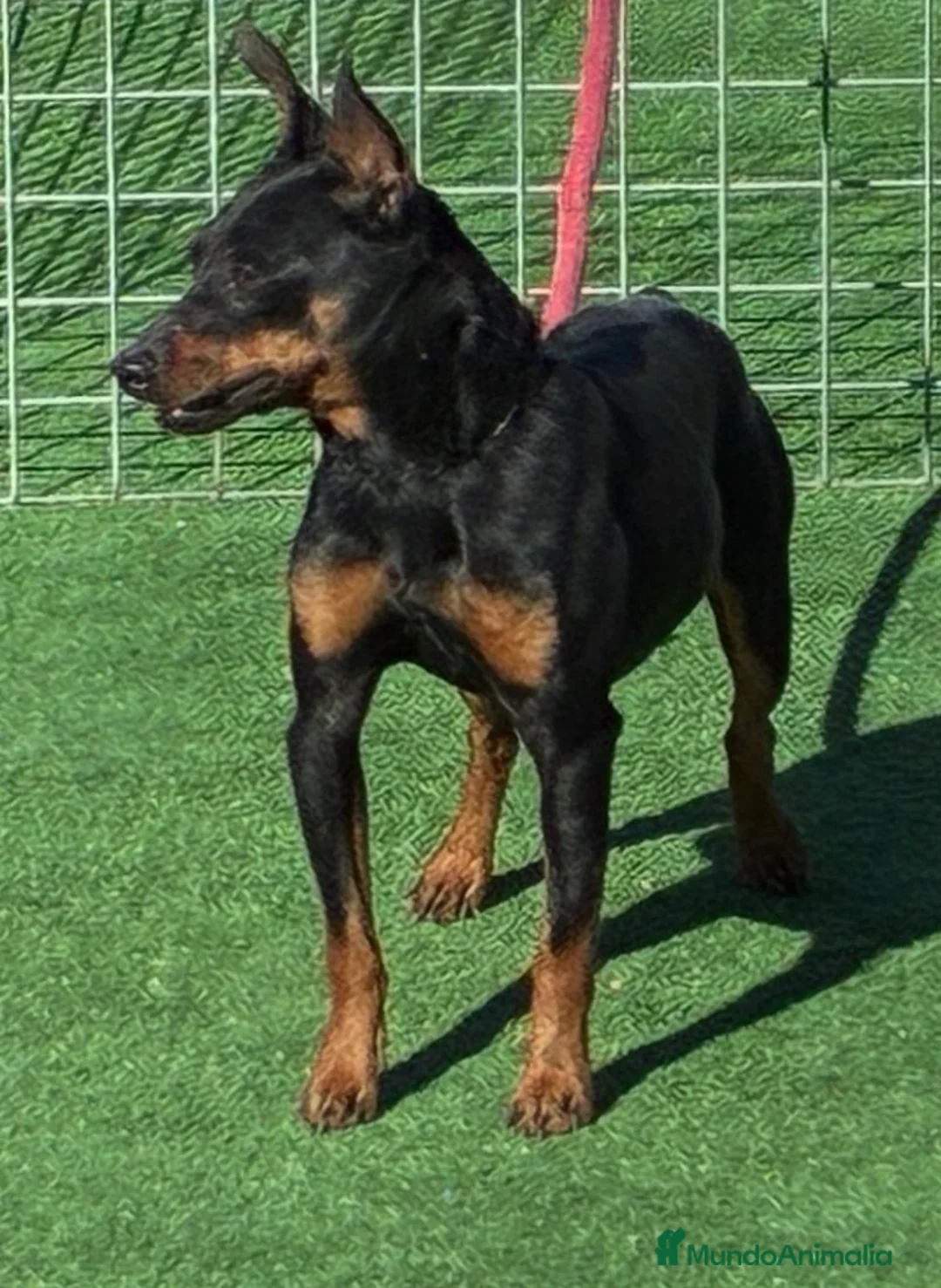 Pinscher Miniatura perros en venta: Pinscher miniatura  - Anuncio 3