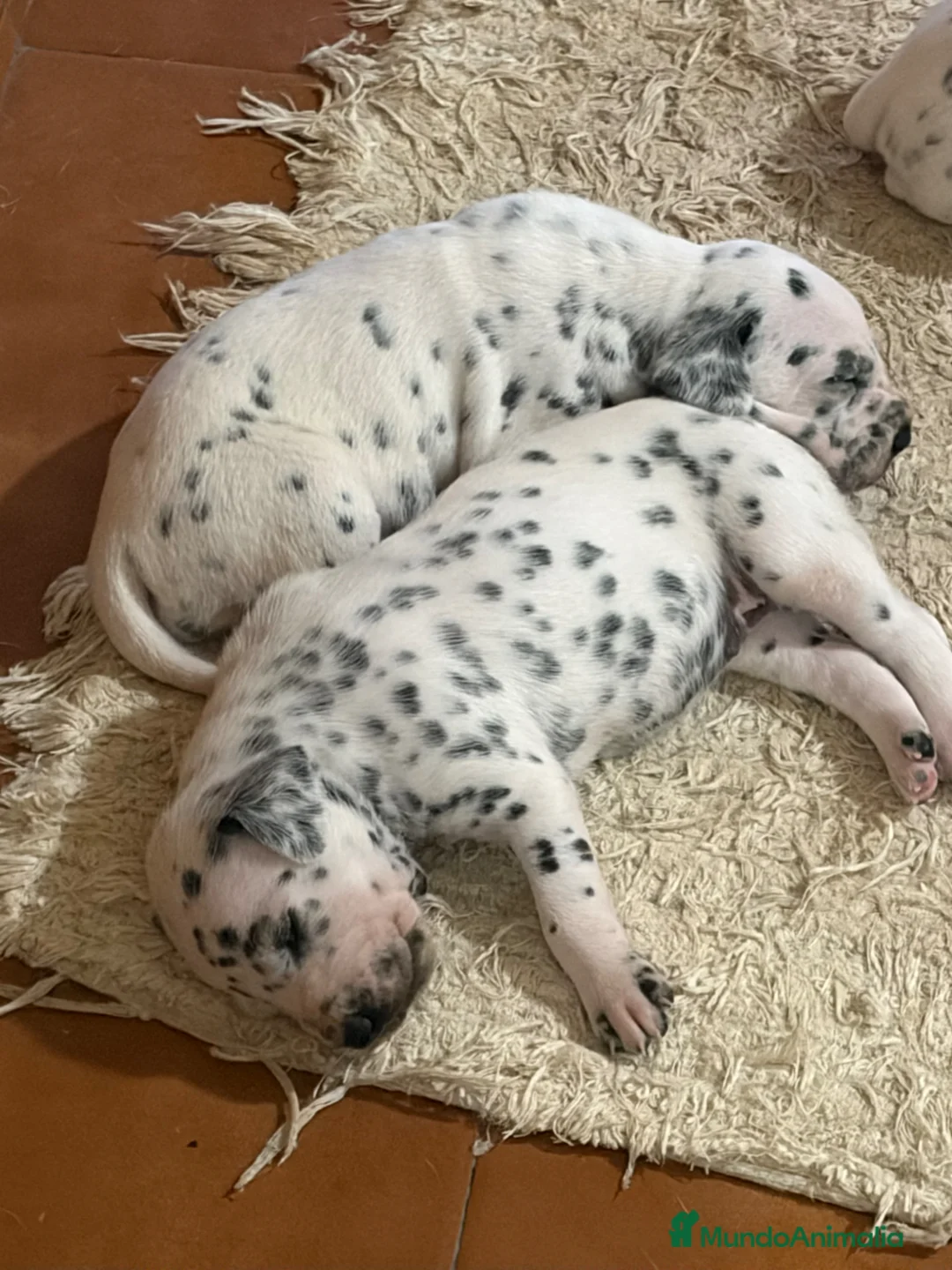 Dálmata perros en venta: Dalmatas - Anuncio 2