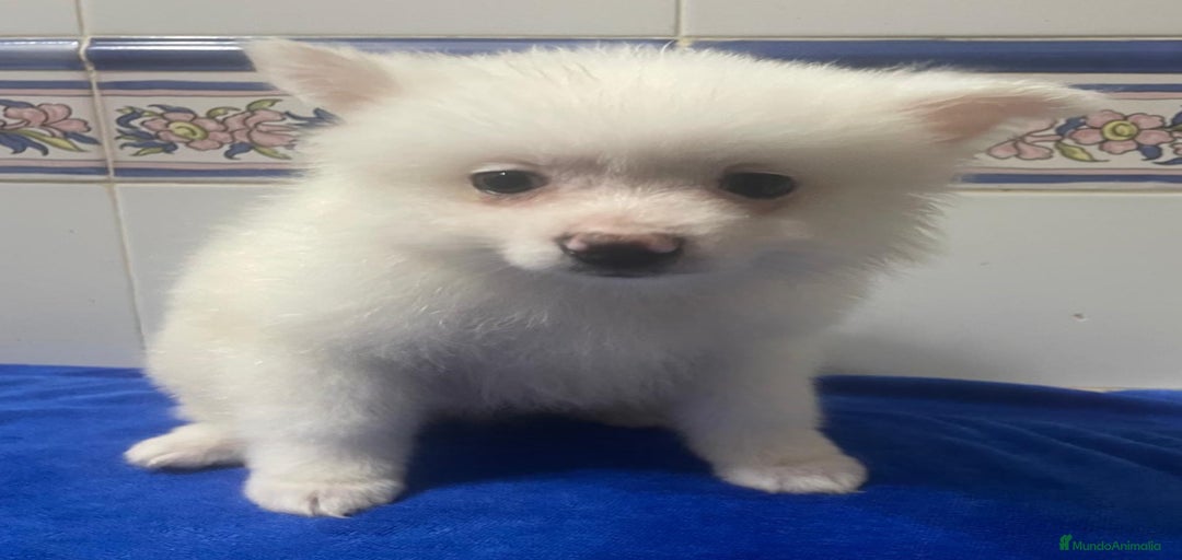 Imagen de galería {{count}}