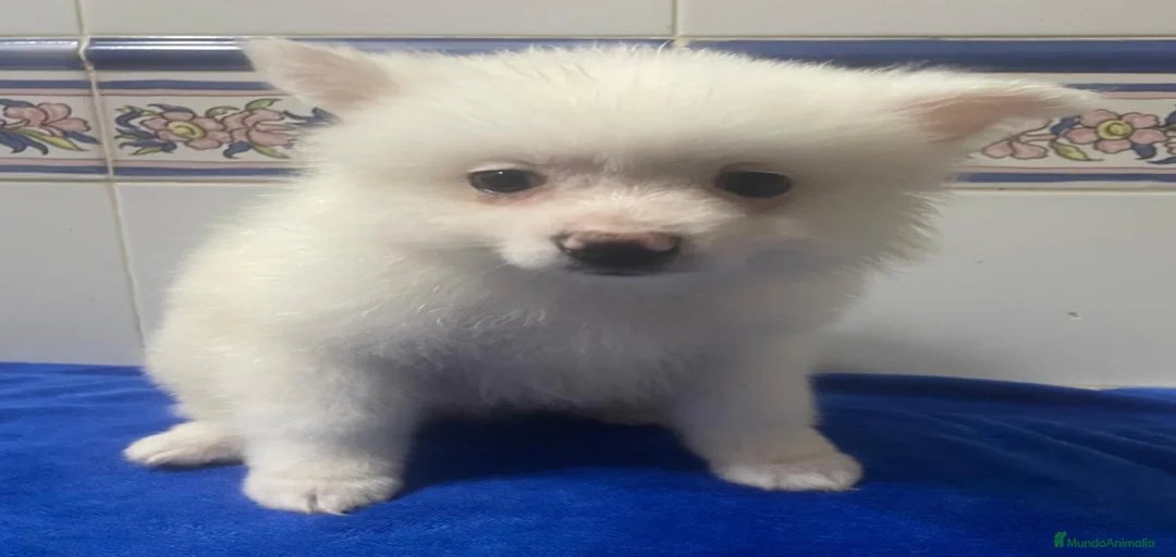 Imagen de galería {{count}}