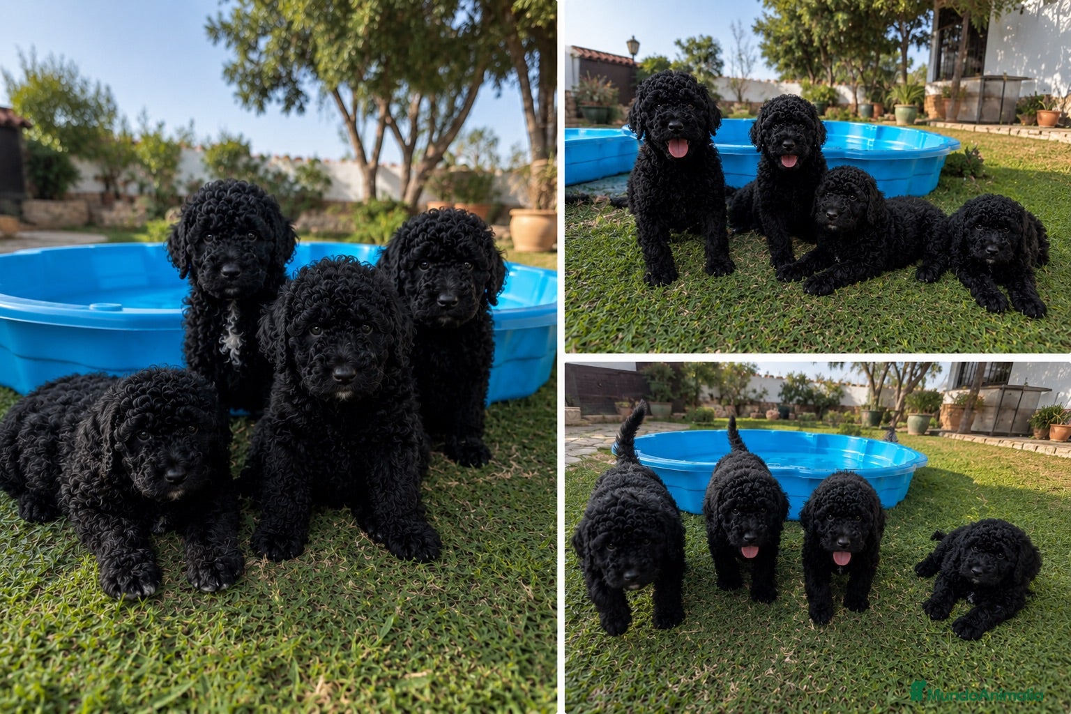 Perro de Agua Español perros PERRO DE AGUA - ANDALUCIA  - Anuncio 1