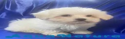 Bichón Habanero perros en venta: Havapoo Macho 1749 de Kis - Anuncio 9