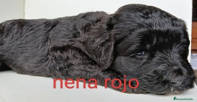 Labradoodle perros - Propaganda 5