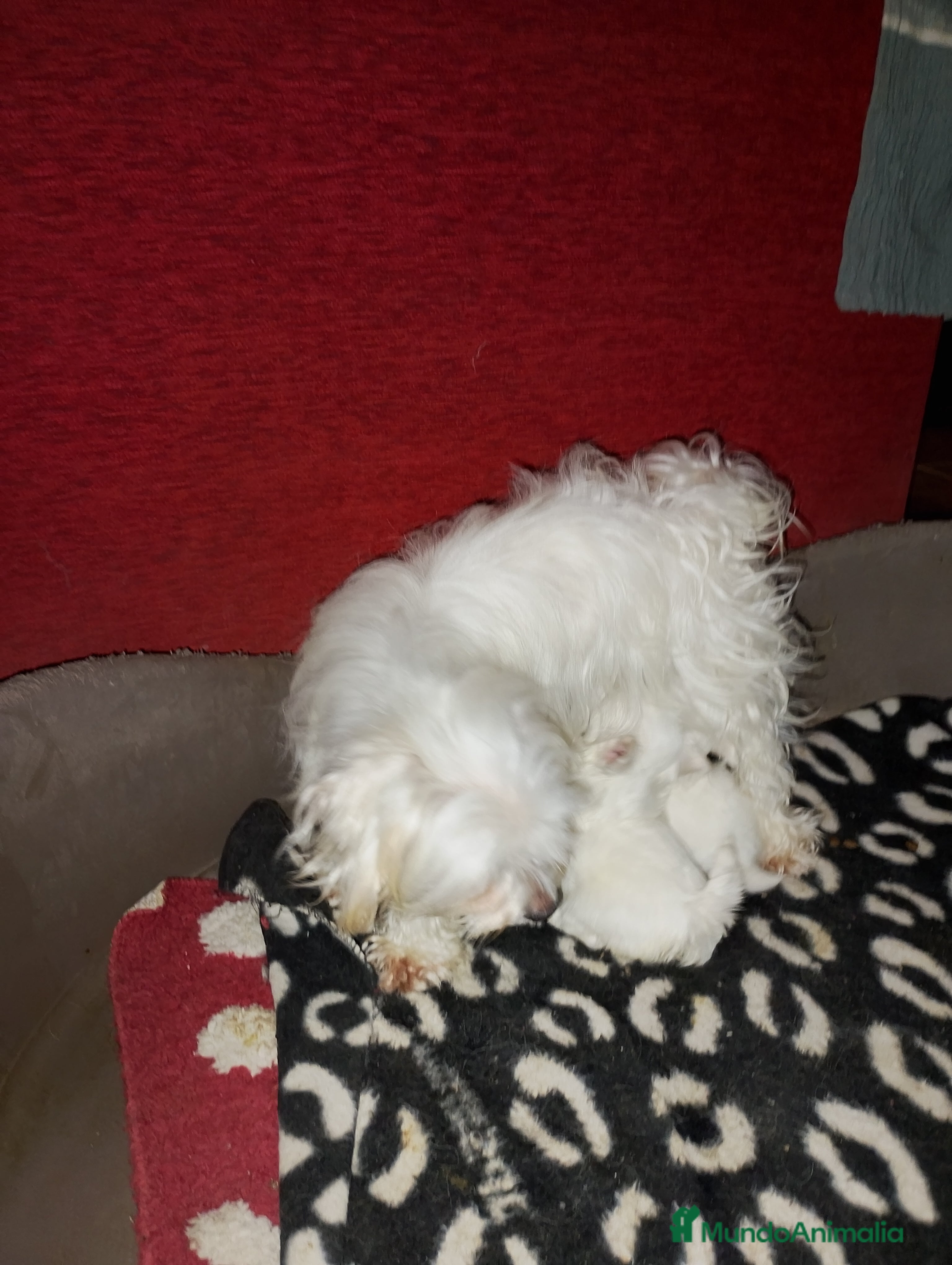 Bichón Maltés perros Bichón maltés  - Anuncio 1