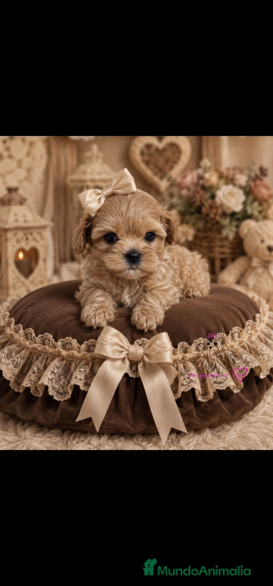 Maltipoo perros MALTIPOO ASIÁTICO DE CALIDAD  - Anuncio 1