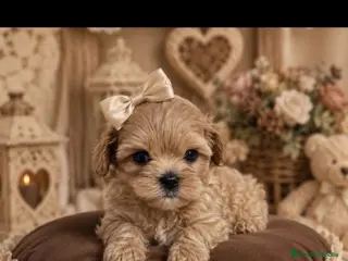 Maltipoo perros MALTIPOO ASIÁTICO DE CALIDAD - Anuncio 1