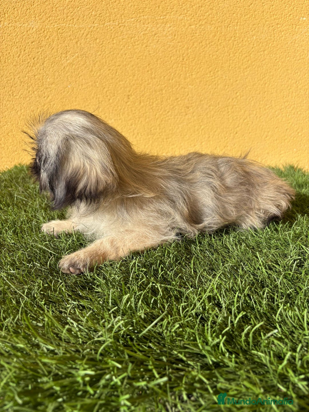 Pekinés perros en venta: Hembra de Pekines Imperial  - Imagen 9