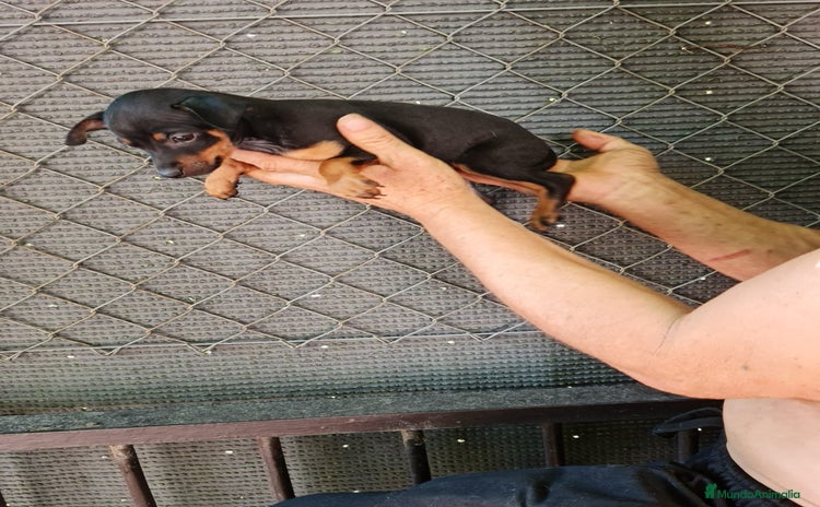 Pinscher Miniatura perros - Anuncio 1