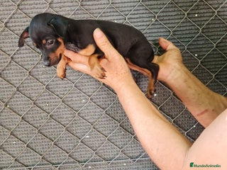 Pinscher Miniatura perros - Anuncio 8