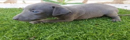 Pequeño Lebrel Italiano perros en venta: Galgos Italianos Blue  - Anuncio 6