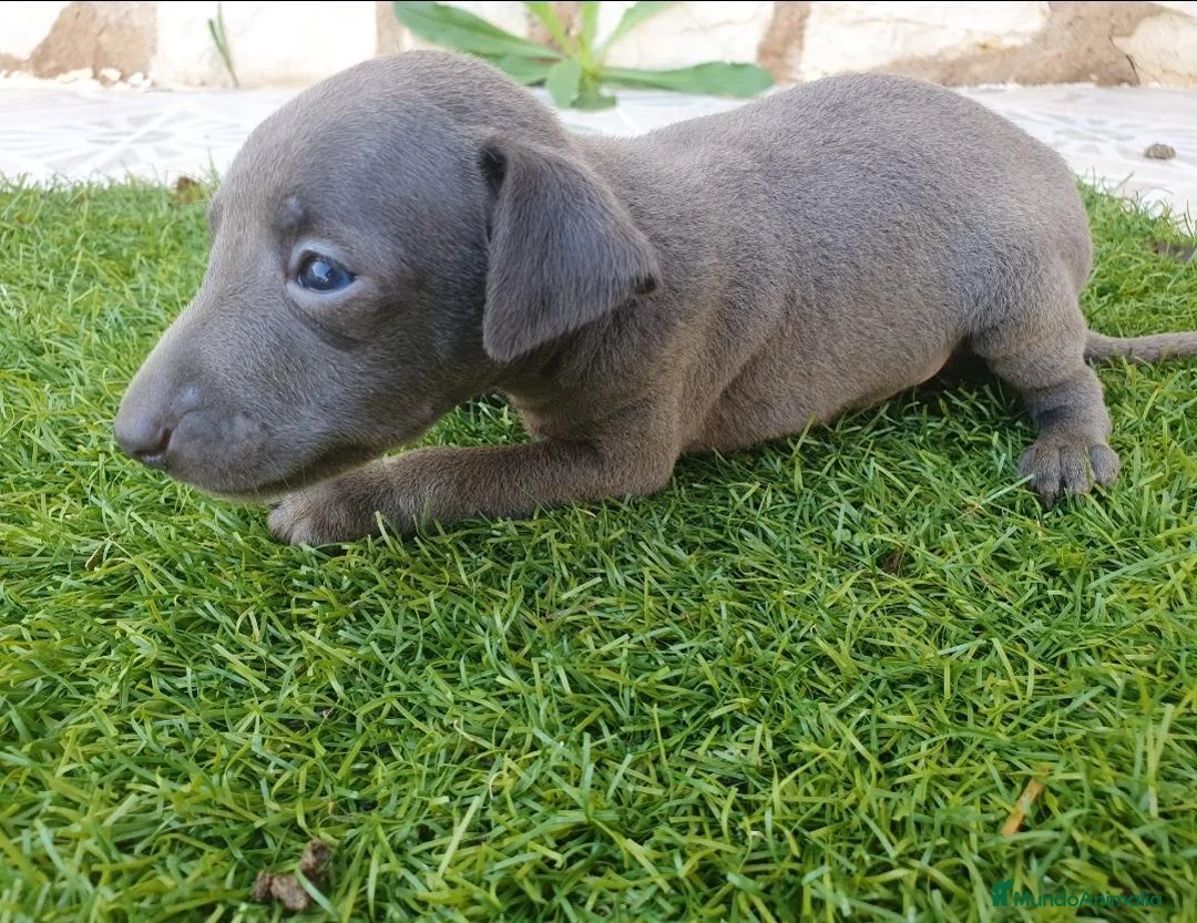 Pequeño Lebrel Italiano perros en venta: Galgos Italianos Blue  - Anuncio 6