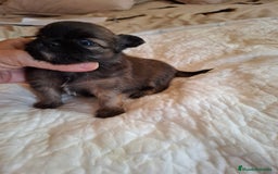 Chihuahua perros en venta: Precioso chihuahua de pelo largo - Imagen 2