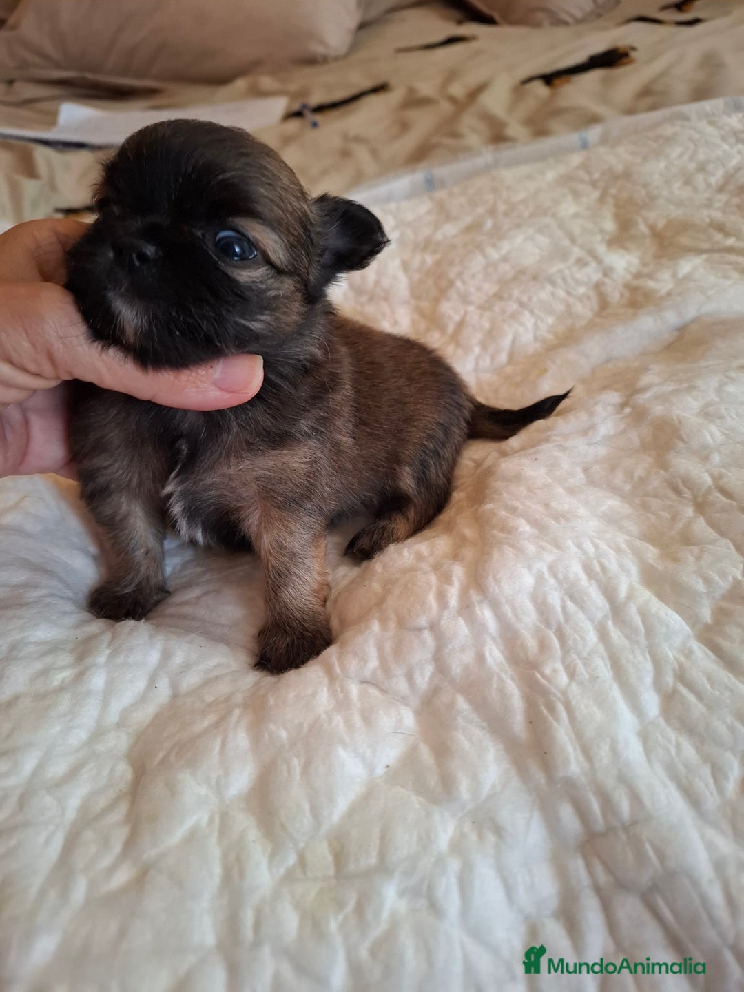 Chihuahua perros en venta: Precioso chihuahua de pelo largo - Imagen 2
