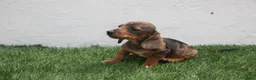 Teckel Miniatura perros en venta: Teckel Miniatura  - Anuncio 30