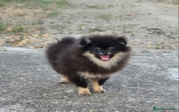 Pomerania perros en venta: Machito mini con pedigree  - Imagen 1