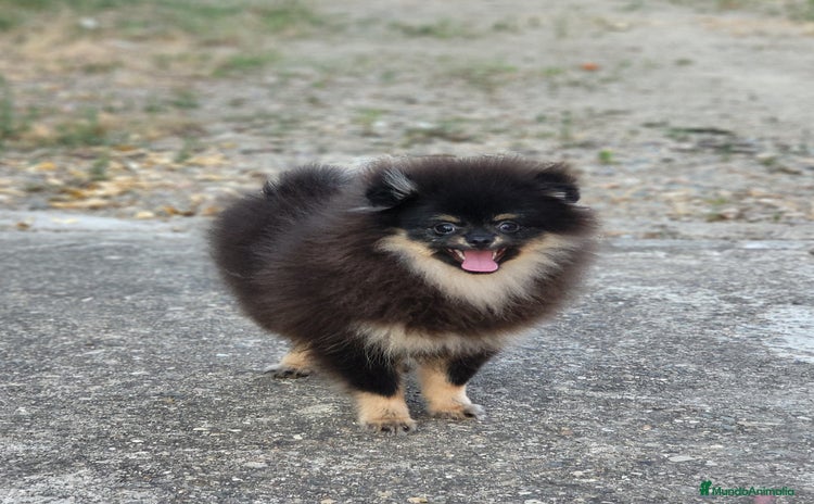 Pomerania perros - Propaganda 3