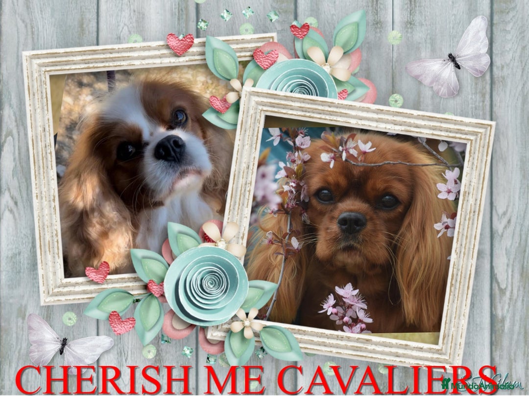 Cavalier King Charles Spaniel perros en venta: Hembra calidad compañia - Imagen 6