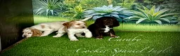 Cocker Spaniel Inglés perros en venta: Cocker Spaniel inglés en Caraby  - Anuncio 5