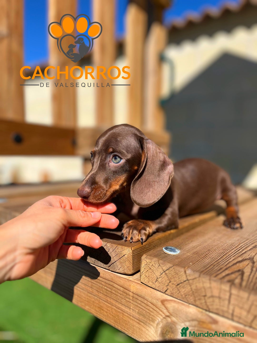 Teckel perros en venta: Teckel chocolate  - Imagen 1