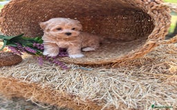 Maltipoo perros en venta: Maltipoo mes de entrega diciembre  - Imagen 4