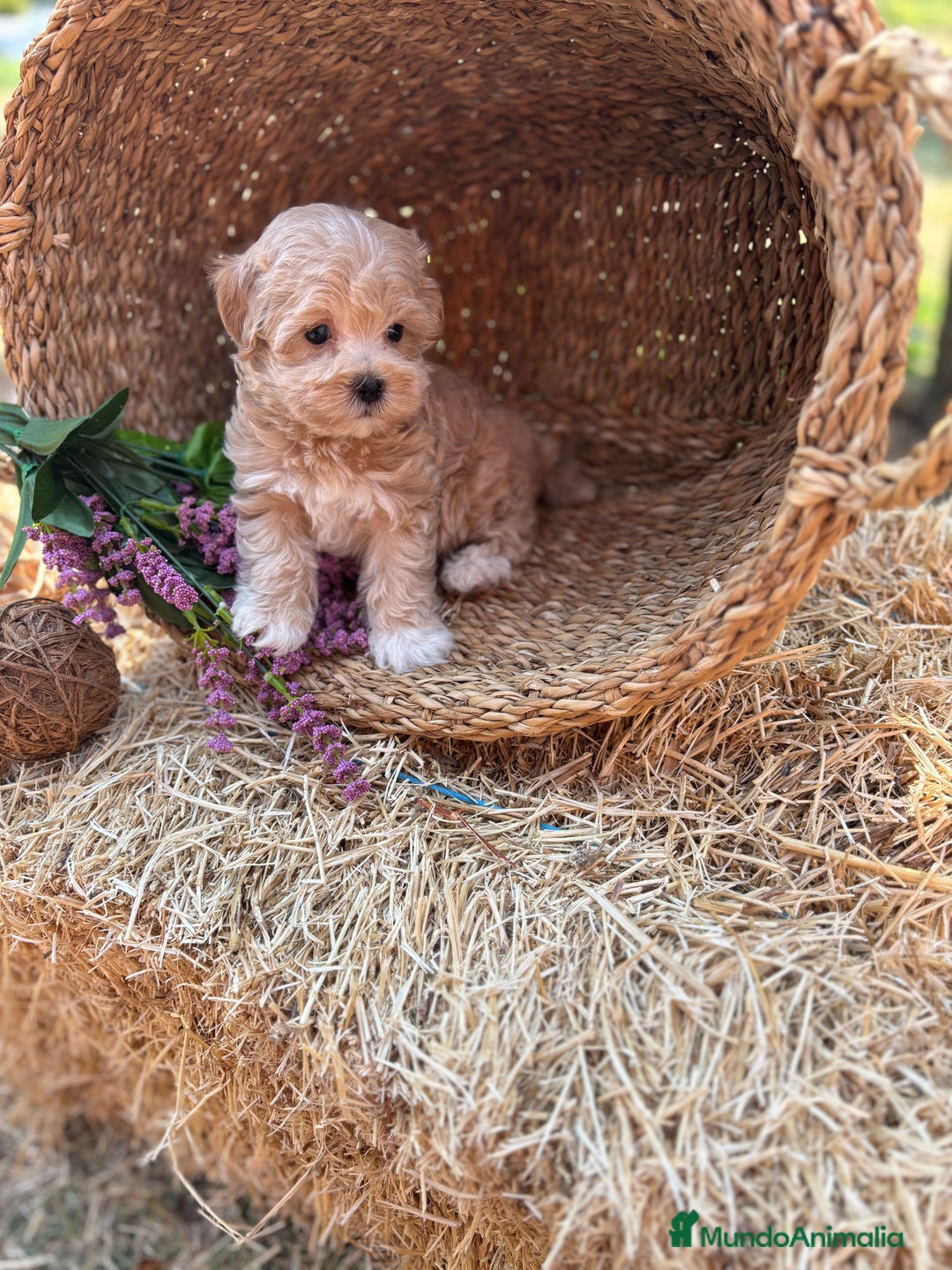 Maltipoo perros en venta: Maltipoo mes de entrega diciembre  - Imagen 4