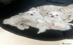 Bichón Maltés perros en venta: preciosos Bichon Maltés - Imagen 4