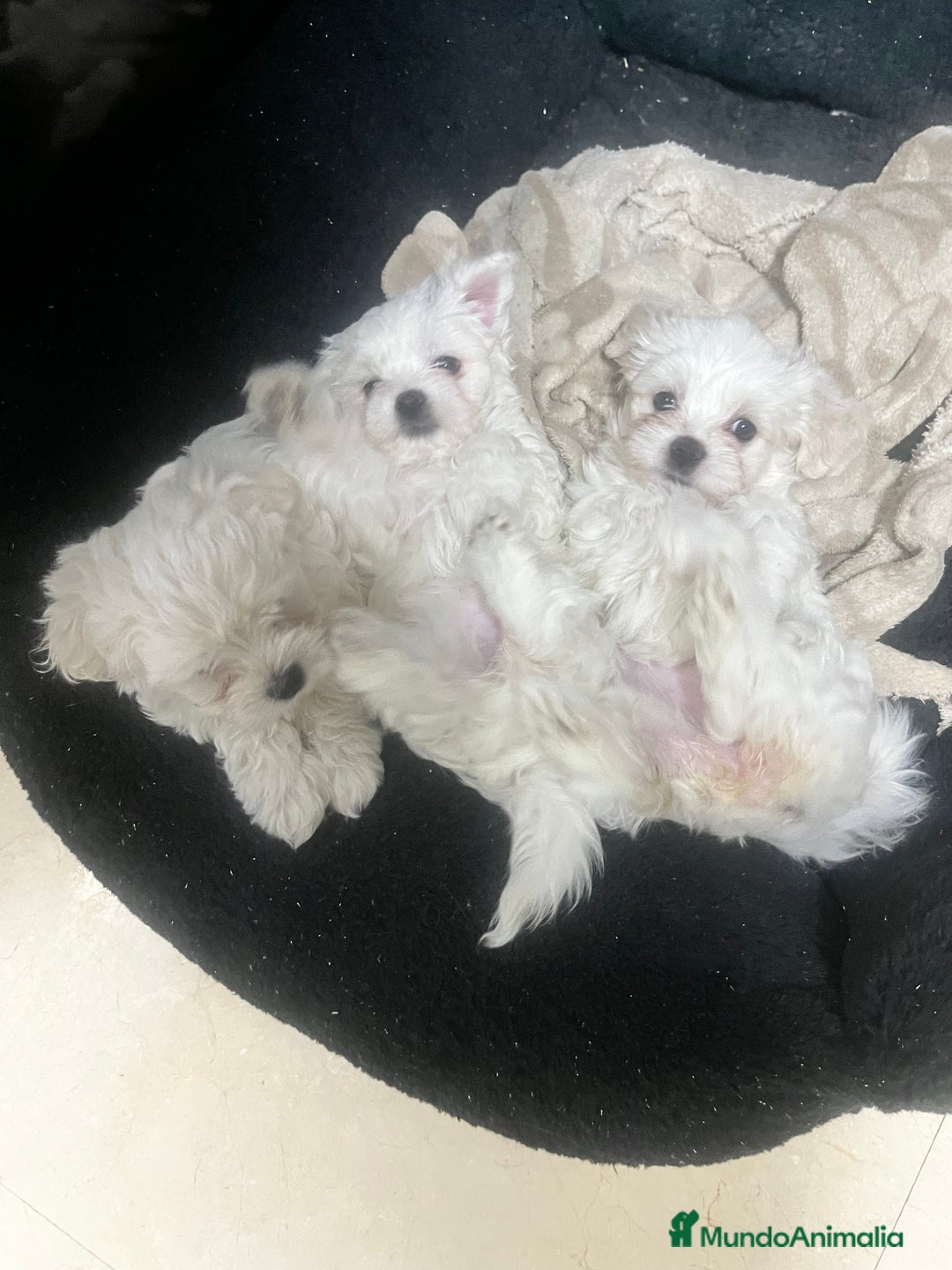 Bichón Maltés perros en venta: preciosos Bichon Maltés - Imagen 4