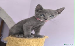 Azul Ruso gatos en venta: Azul ruso con pedigri  - Imagen 2