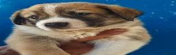 Mastín Español perros en venta: Mastin - Anuncio 1