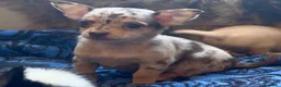 Chihuahua perros en venta: Chihuahua merle  - Anuncio 1