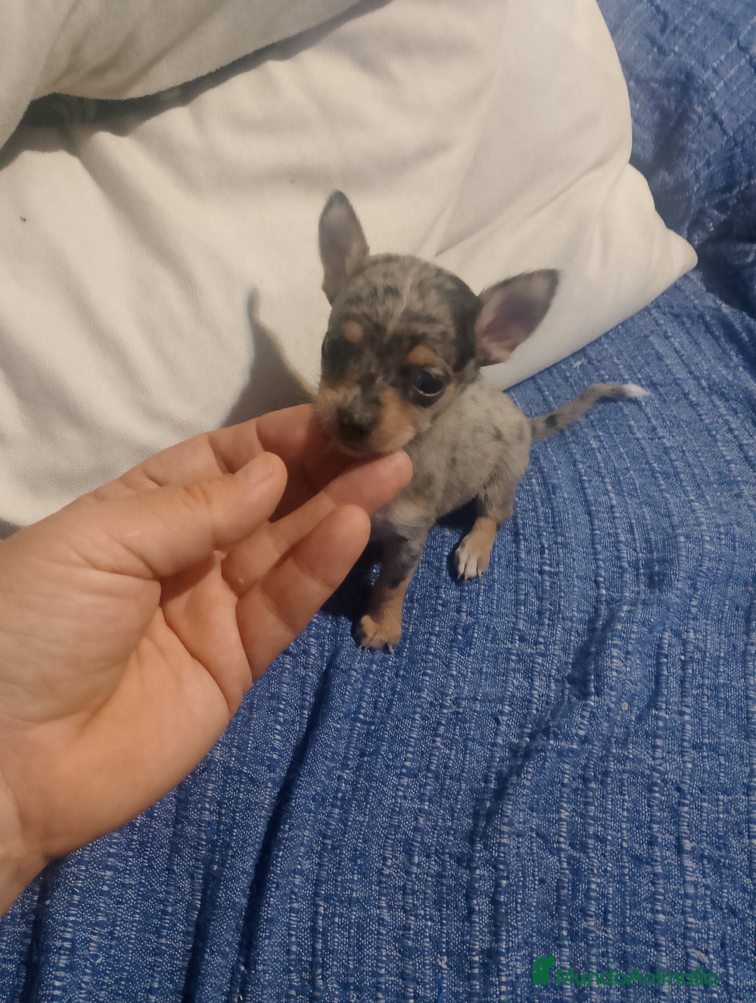 Chihuahua perros en venta: Hembra preciosa de chihuahua cabeza venado  - Imagen 14