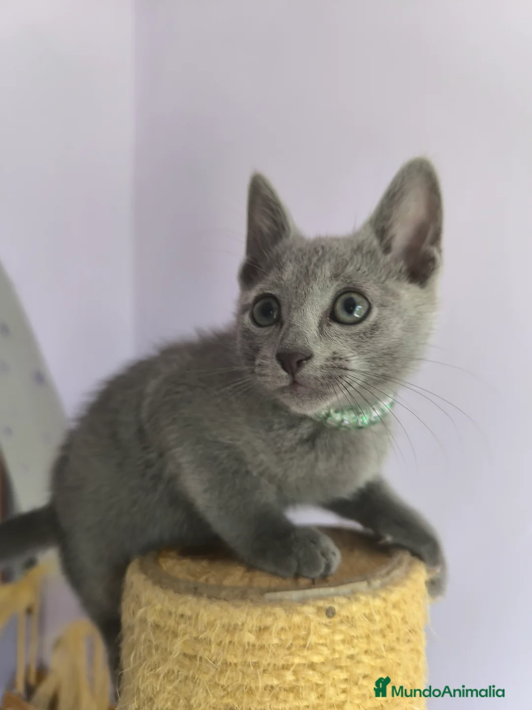 Azul Ruso gatos en venta: Ultimo cachorros de azul ruso  - Anuncio 6