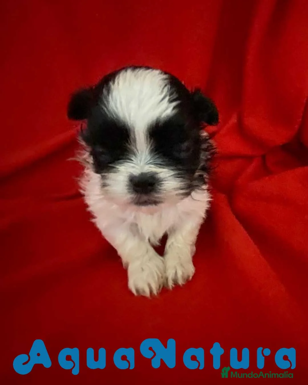 Shih Tzu perros en venta: Shih Tzu Hembra 2 de Ada y Newman AQUANATURA - Anuncio 9
