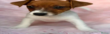 Jack Russell Terrier 2