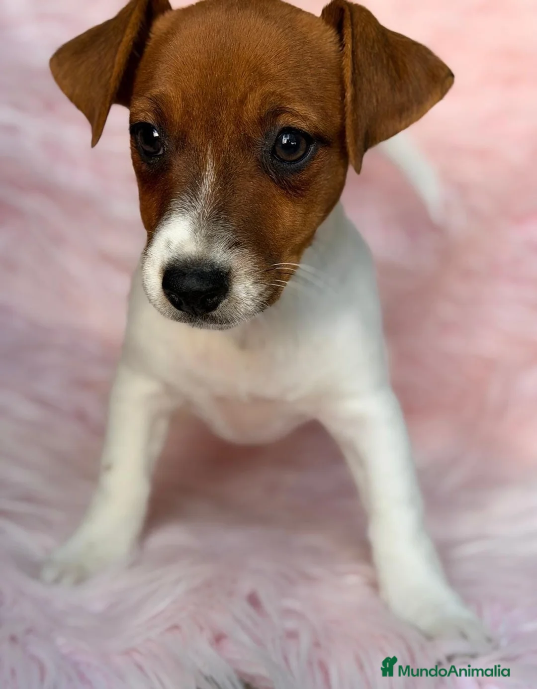 Jack Russell Terrier perros en venta: Jack russell preciosos - Anuncio 2