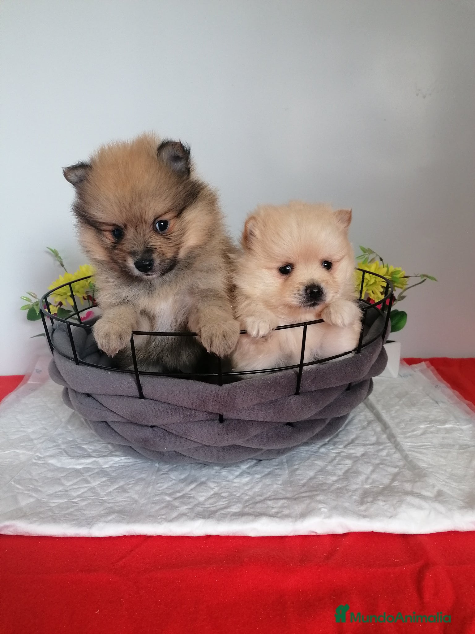 Pomerania perros Preciosa camada de pomerania  - Anuncio 1